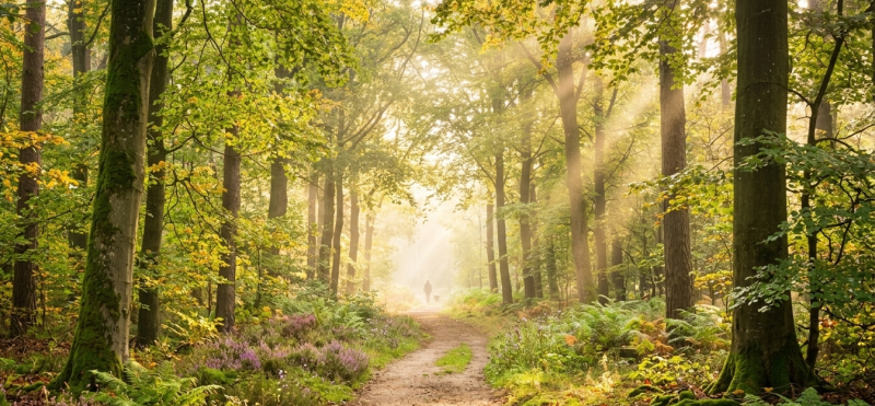 Header image Psychological Counseling Student Services Erlangen-Nürnberg